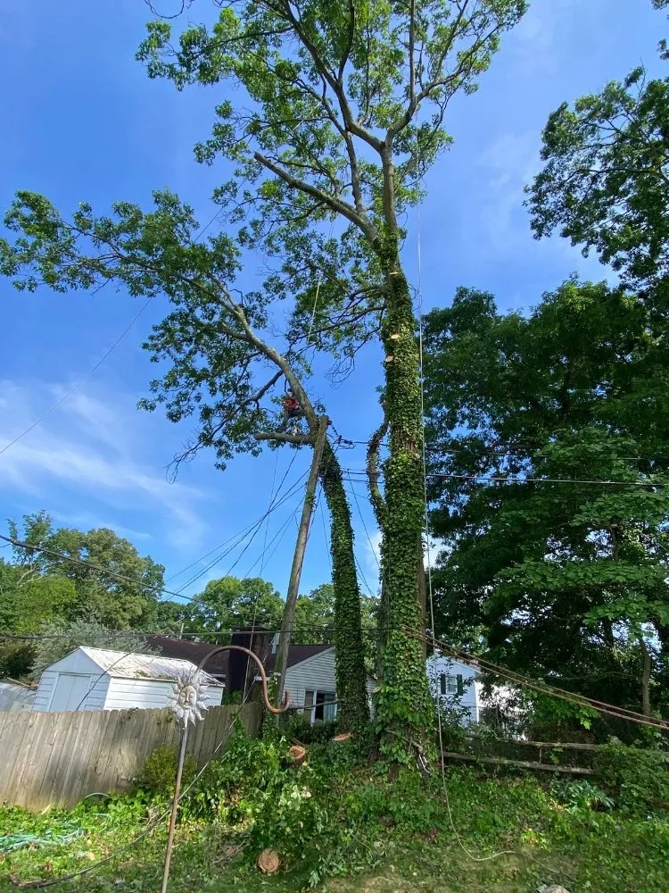 Affordable residential landscaping in Brooklyn Park, MD by Liberty Tree And Landscaping Services