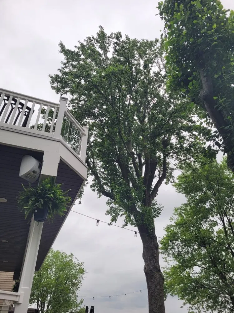 Trusted yard maintenance in Brooklyn Park, MD - Liberty Tree And Landscaping Services