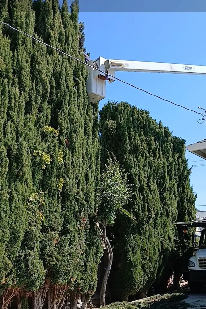 Expert outdoor landscaping with custom design in Morgan Hill, CA by Liberty Tree Service