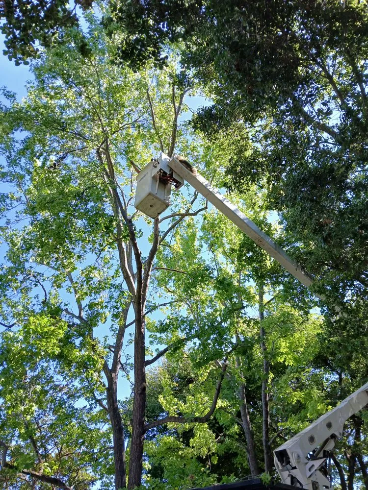 Local landscaping services near you across Morgan Hill, CA - Liberty Tree Service