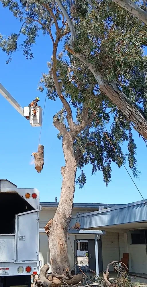 Expert outdoor landscaping in Morgan Hill, CA by Liberty Tree Service