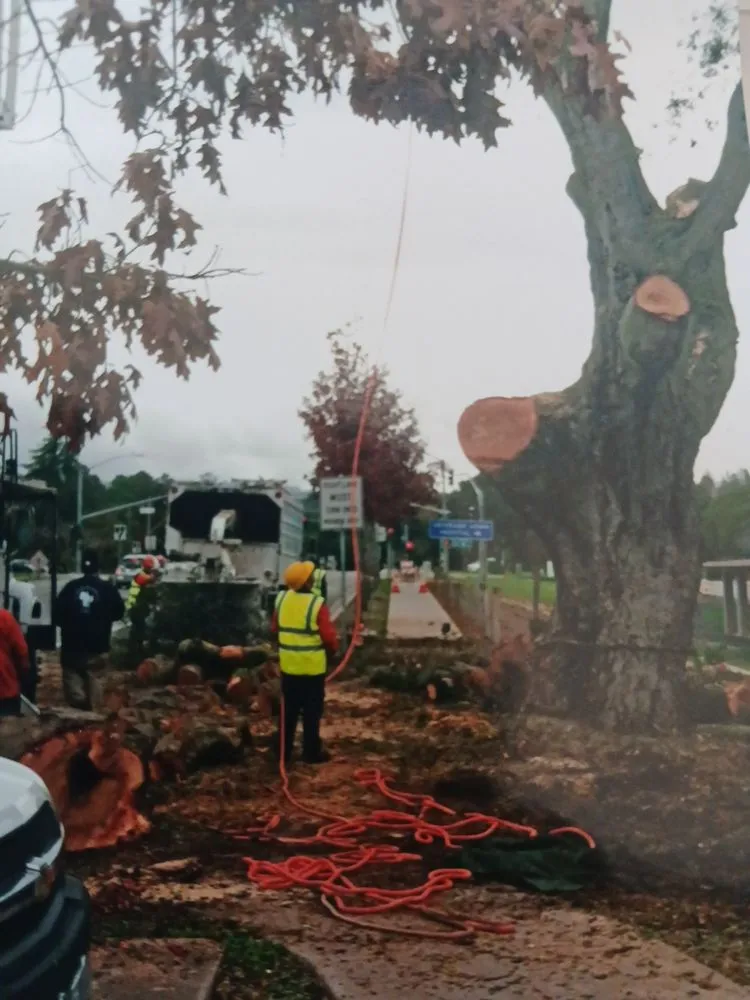 Expert landscape design in Morgan Hill, CA by Liberty Tree Service