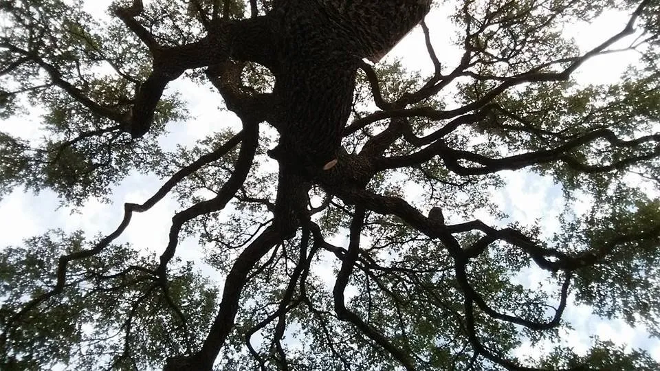 Reliable lawn care service for homes in Waxahachie, TX by Liberty Tree Service