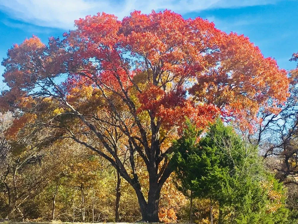 Local lawn care service for homes across Waxahachie, TX - Liberty Tree Service