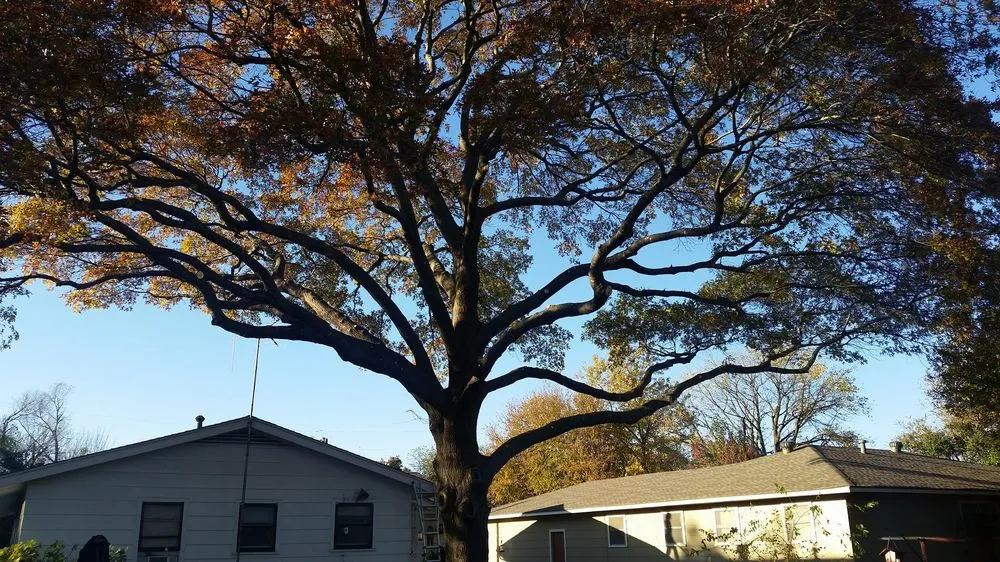 Reliable landscaping services for residential properties in Waxahachie, TX by Liberty Tree Service