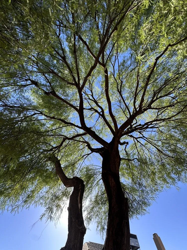 Professional garden landscaping in Youngtown, AZ - Libra Landscaping