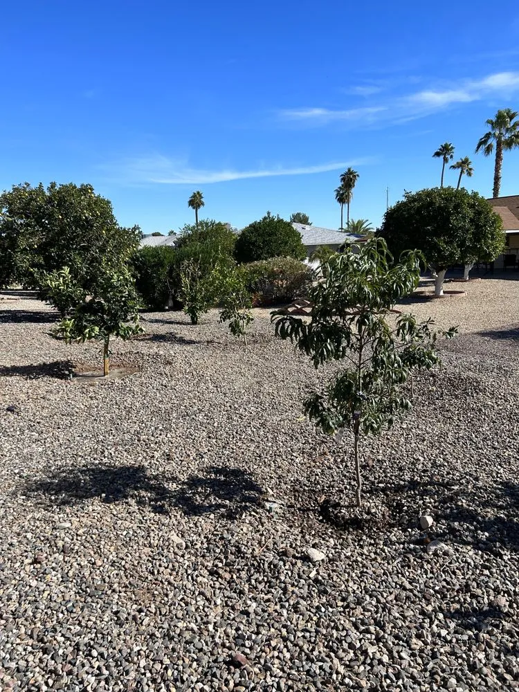 Reliable yard maintenance experts serving Youngtown, AZ - Libra Landscaping