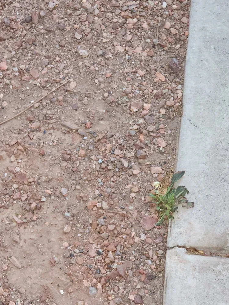 Expert landscape design for year-round maintenance in Youngtown, AZ by Libra Landscaping