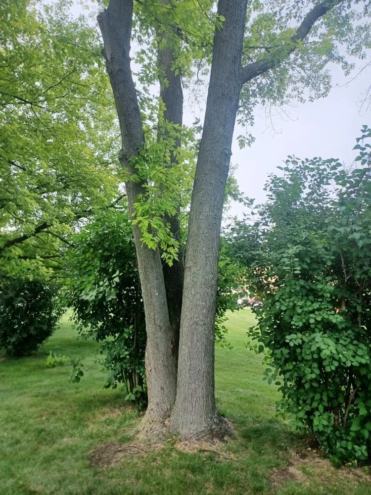 Top-rated residential landscaping in Milwaukee, WI by Lickidy Split Service