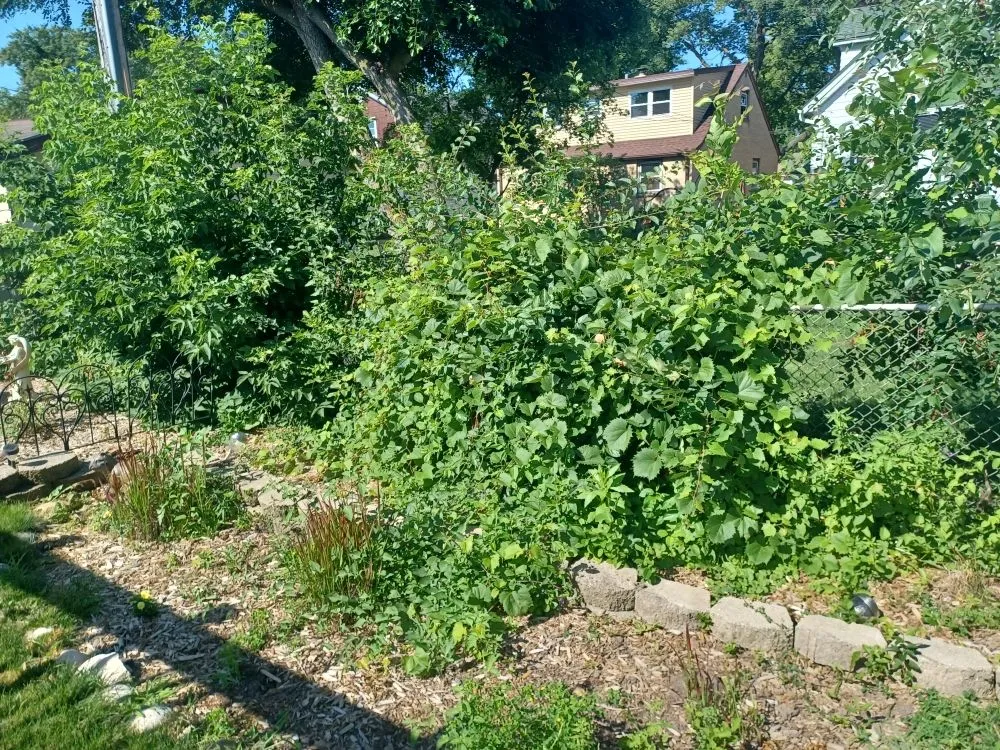 Custom lawn mowing service for beautiful yards in Milwaukee, WI by Lickidy Split Service