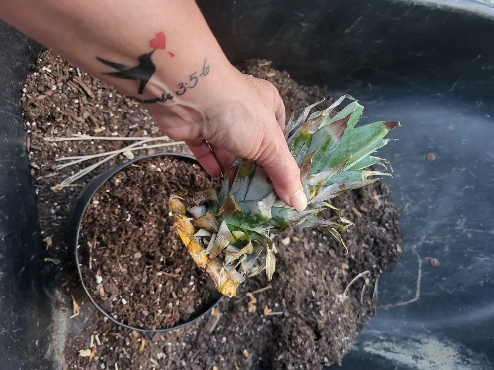 Trusted landscape installation near you in Liberty, NC by Licona Landscaping