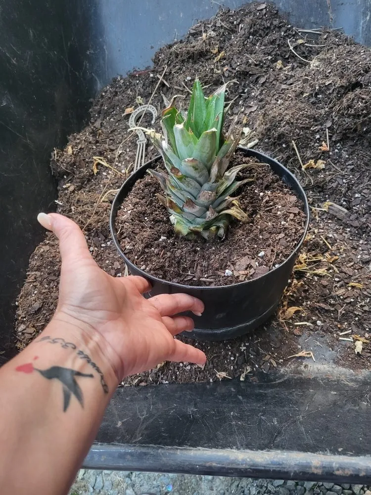 Trusted yard cleanup service in Liberty, NC - Licona Landscaping