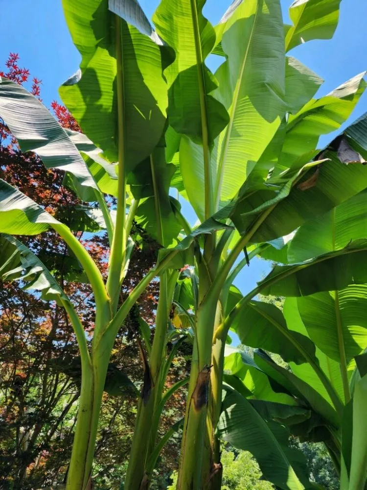 Top-rated outdoor landscaping for year-round maintenance in Liberty, NC by Licona Landscaping