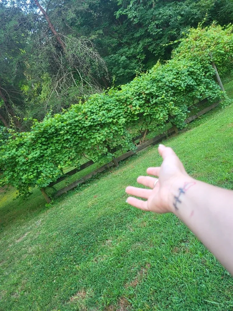 Reliable outdoor landscaping in Liberty, NC - Licona Landscaping