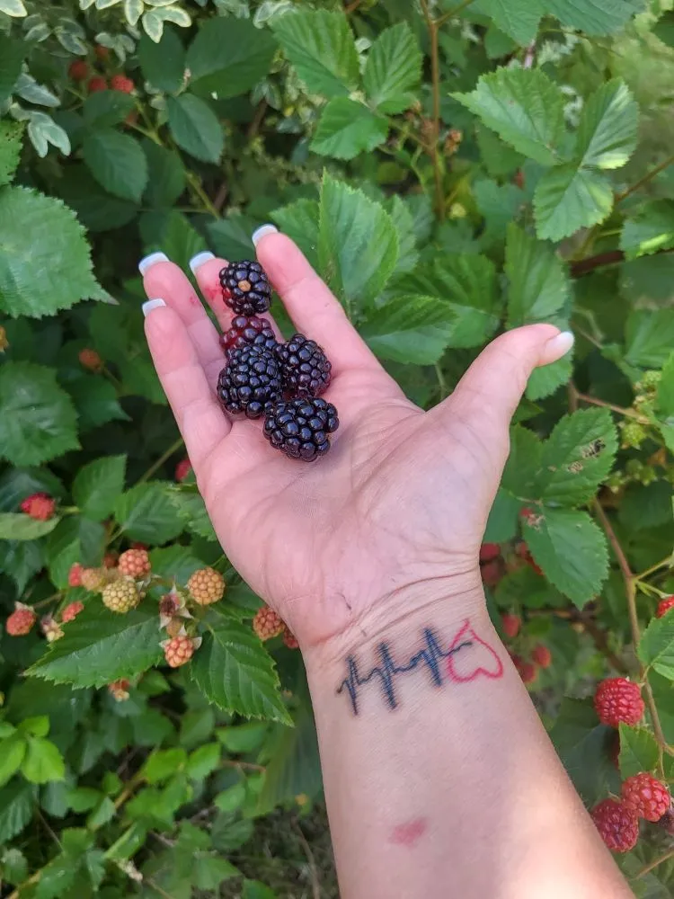 Professional yard cleanup service in Liberty, NC by Licona Landscaping