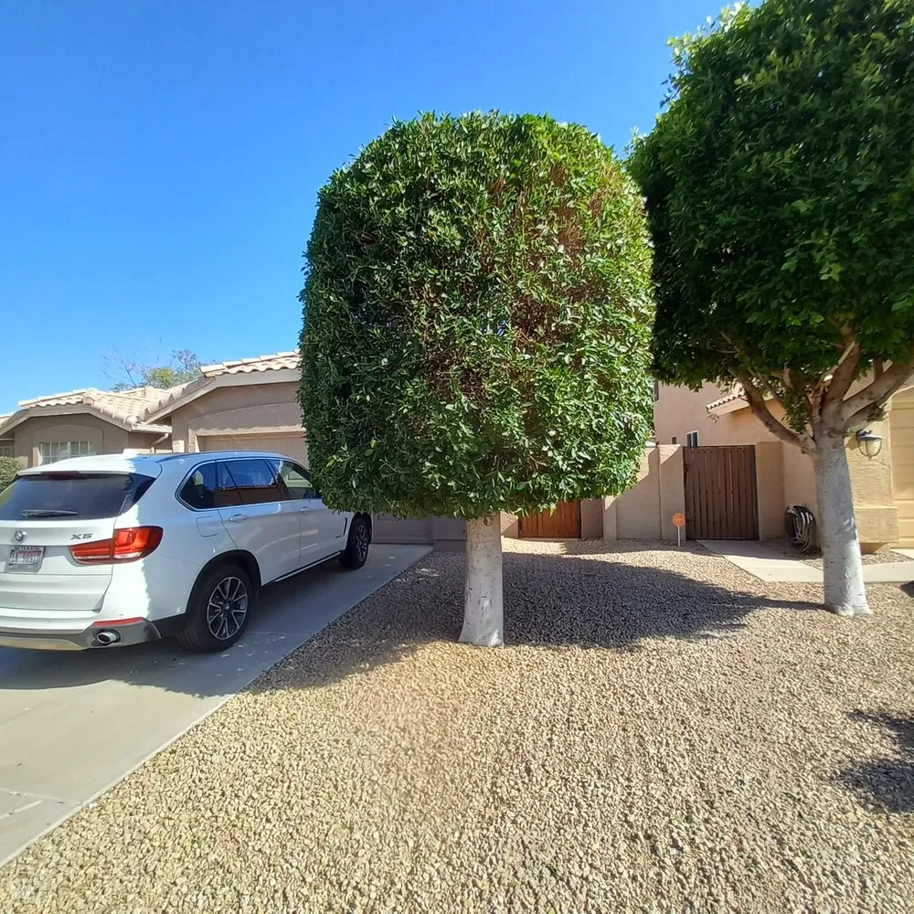 Local yard maintenance experts serving Mesa, AZ - Licona Landscaping