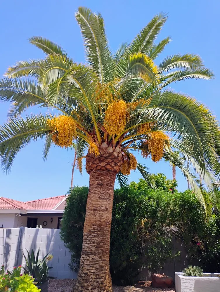 Custom landscaping services for year-round maintenance in Mesa, AZ by Licona Landscaping