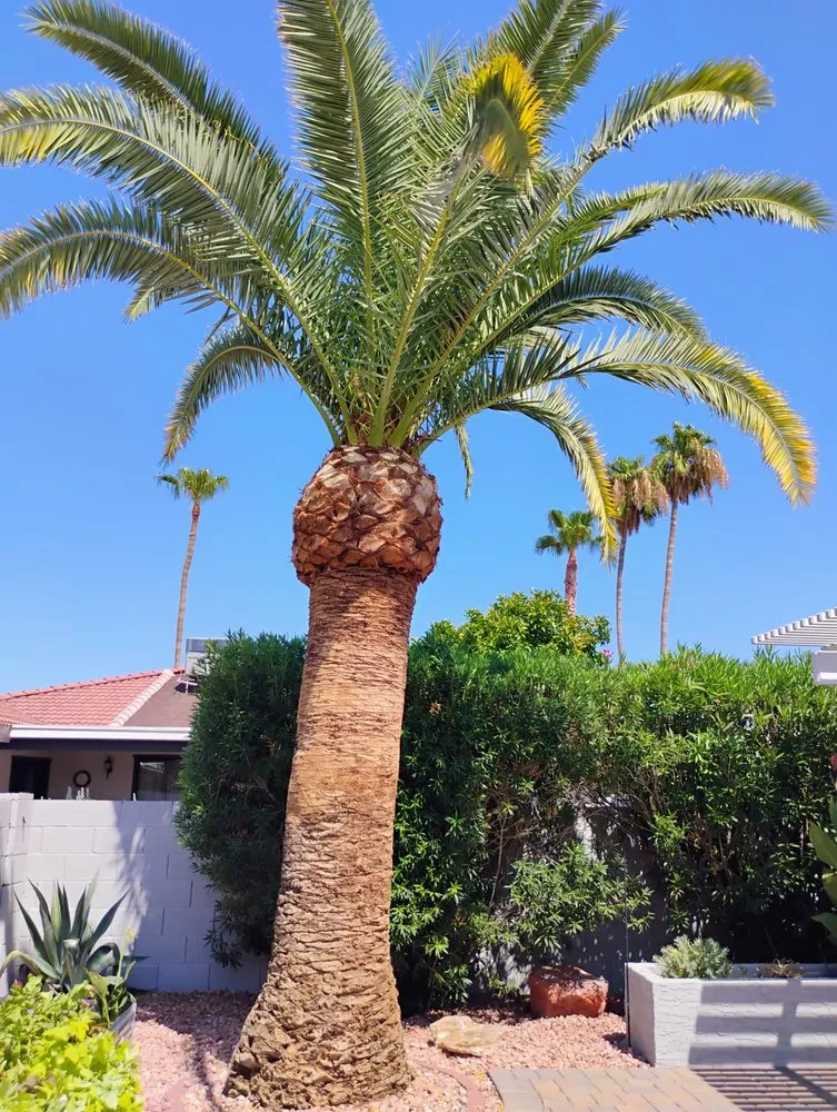 Reliable lawn mowing service for residential properties in Mesa, AZ by Licona Landscaping