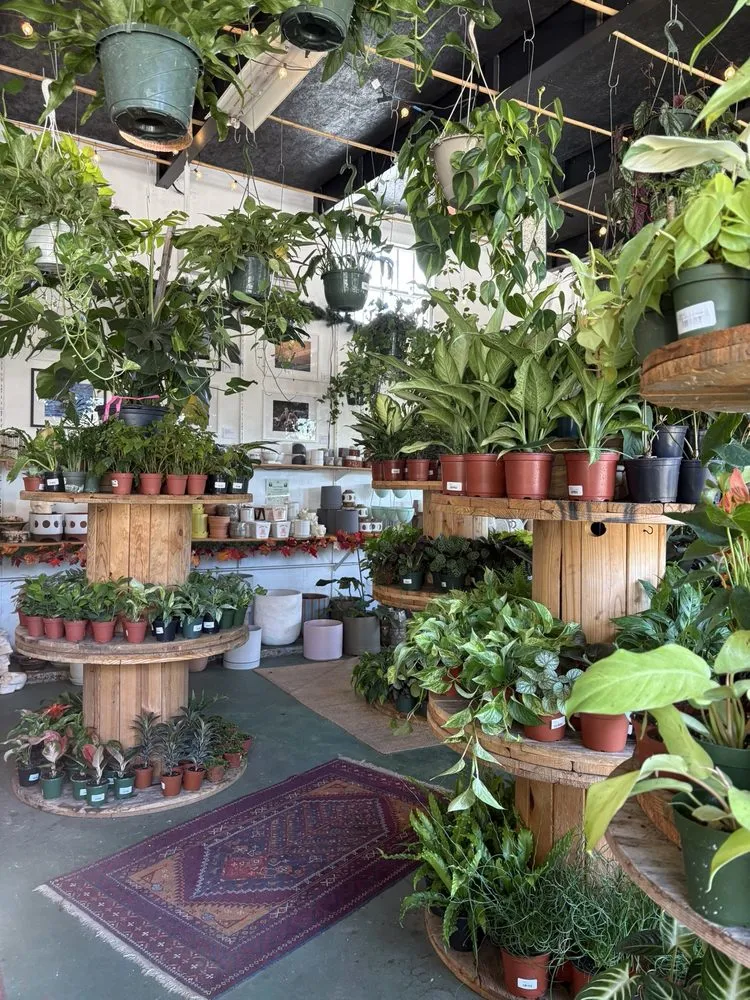 Local landscape installation for homes in St. Petersburg, FL by Lida's Jungle