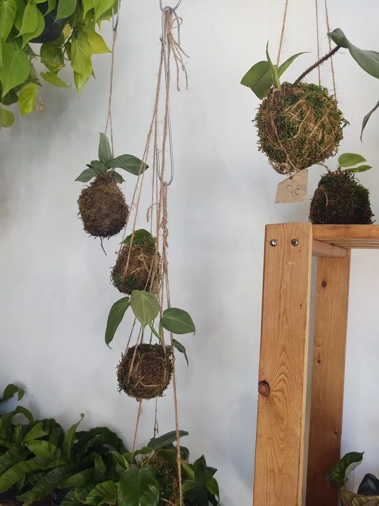 Professional lawn care service in St. Petersburg, FL - Lida's Jungle