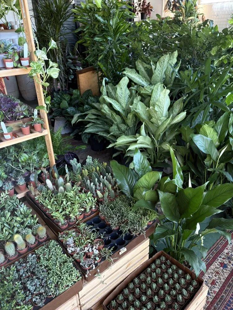 Custom lawn mowing service in St. Petersburg, FL - Lida's Jungle