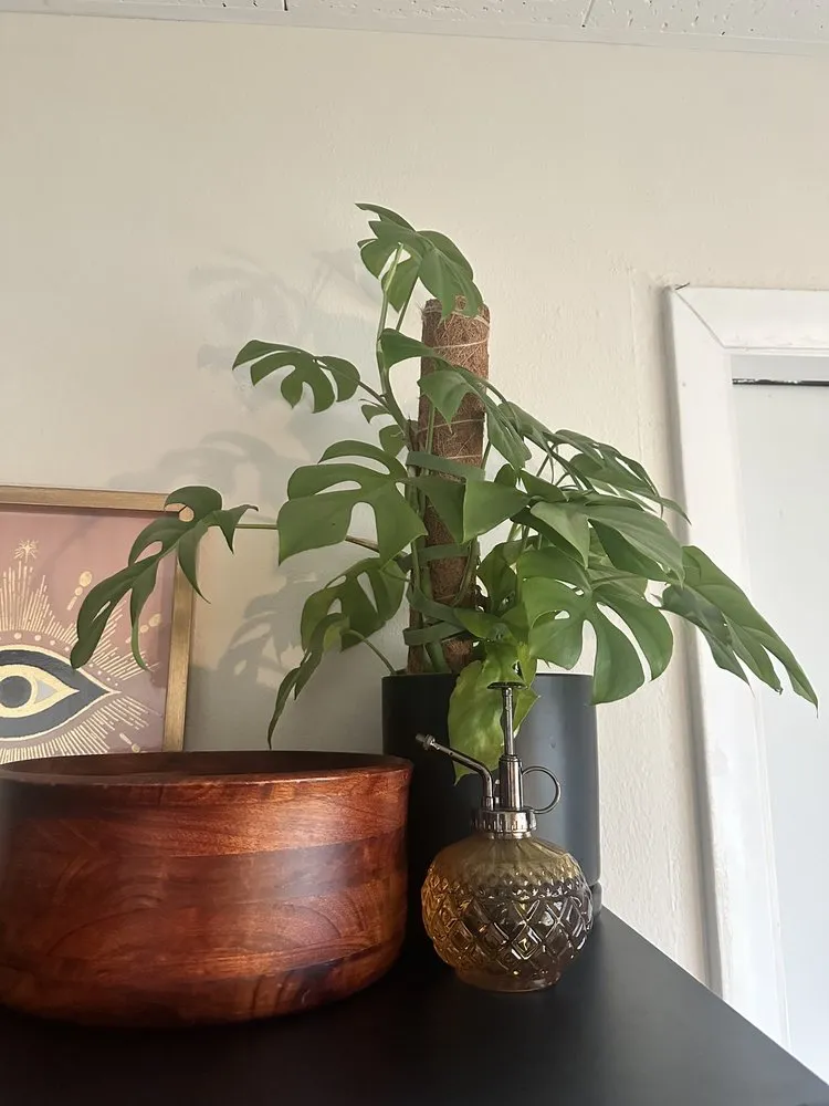 Custom garden landscaping experts serving St. Petersburg, FL - Lida's Jungle