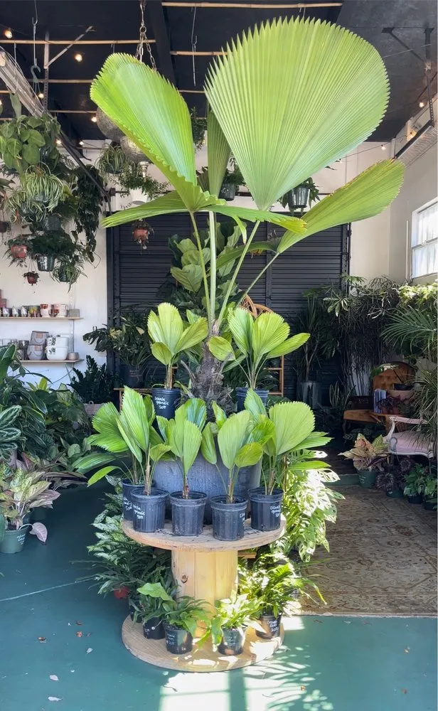 Professional landscape installation in St. Petersburg, FL by Lida's Jungle