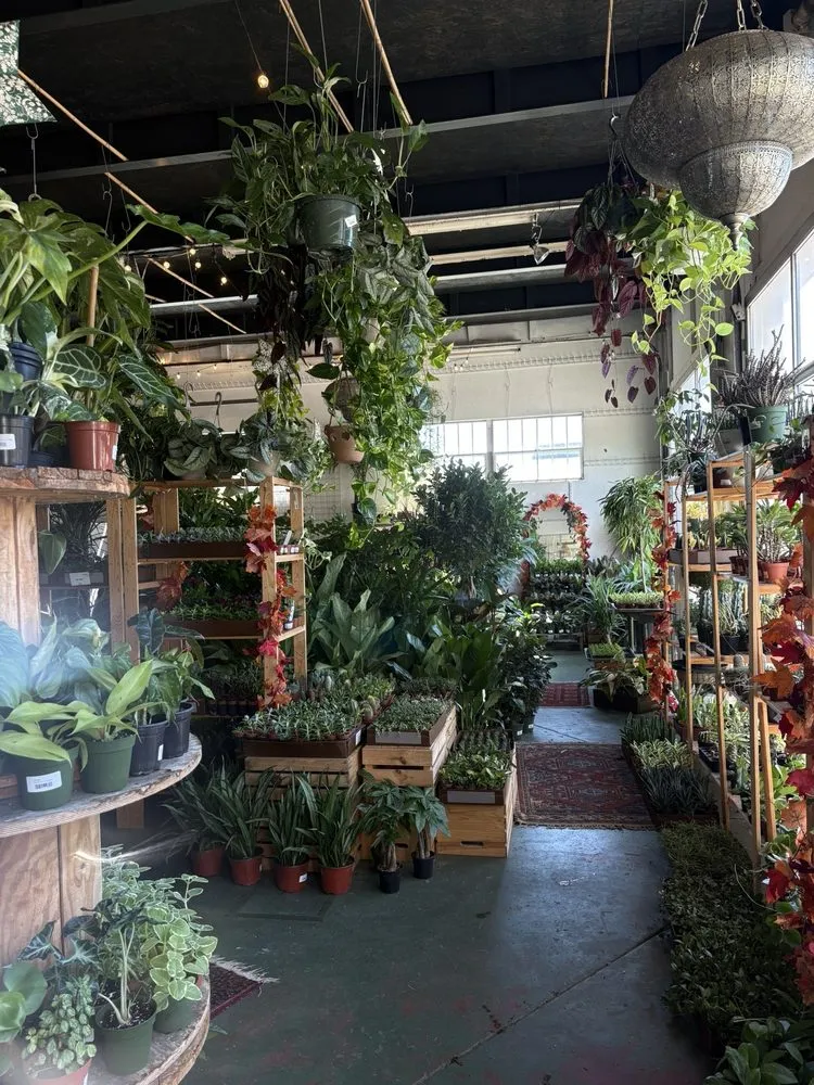 Affordable landscaping services in St. Petersburg, FL by Lida's Jungle