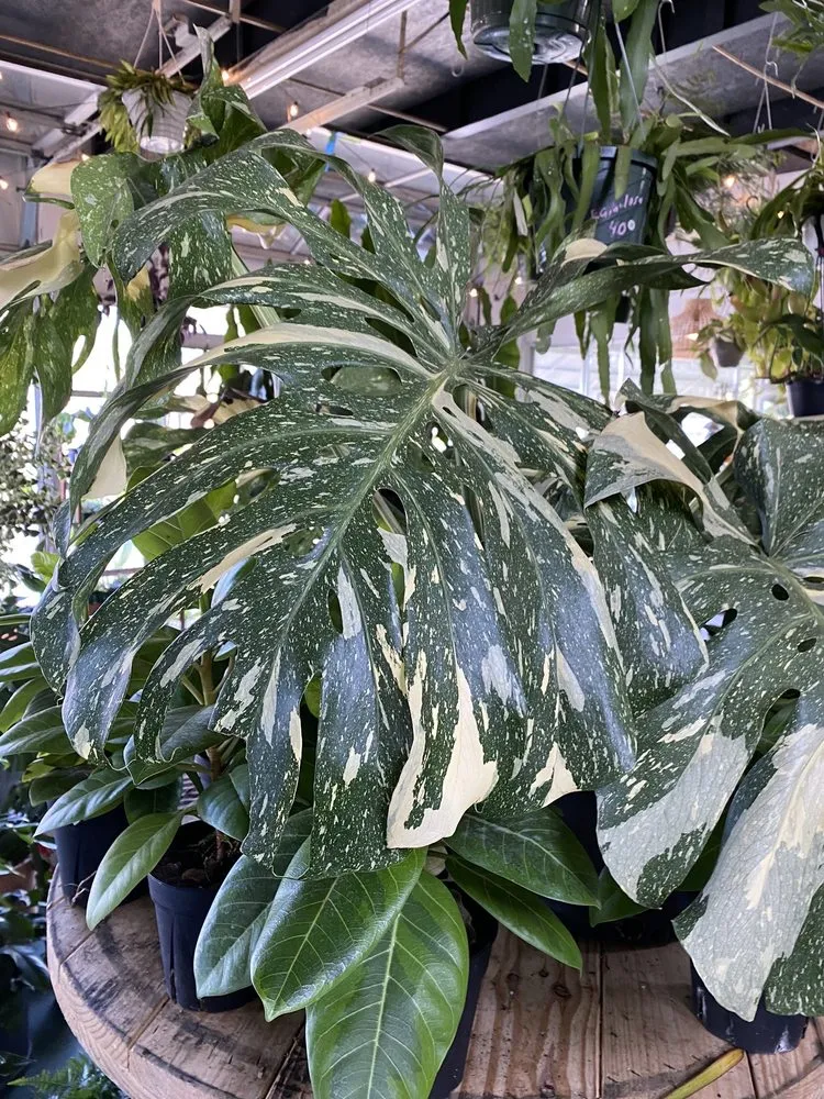 Reliable landscaping services in St. Petersburg, FL by Lida's Jungle