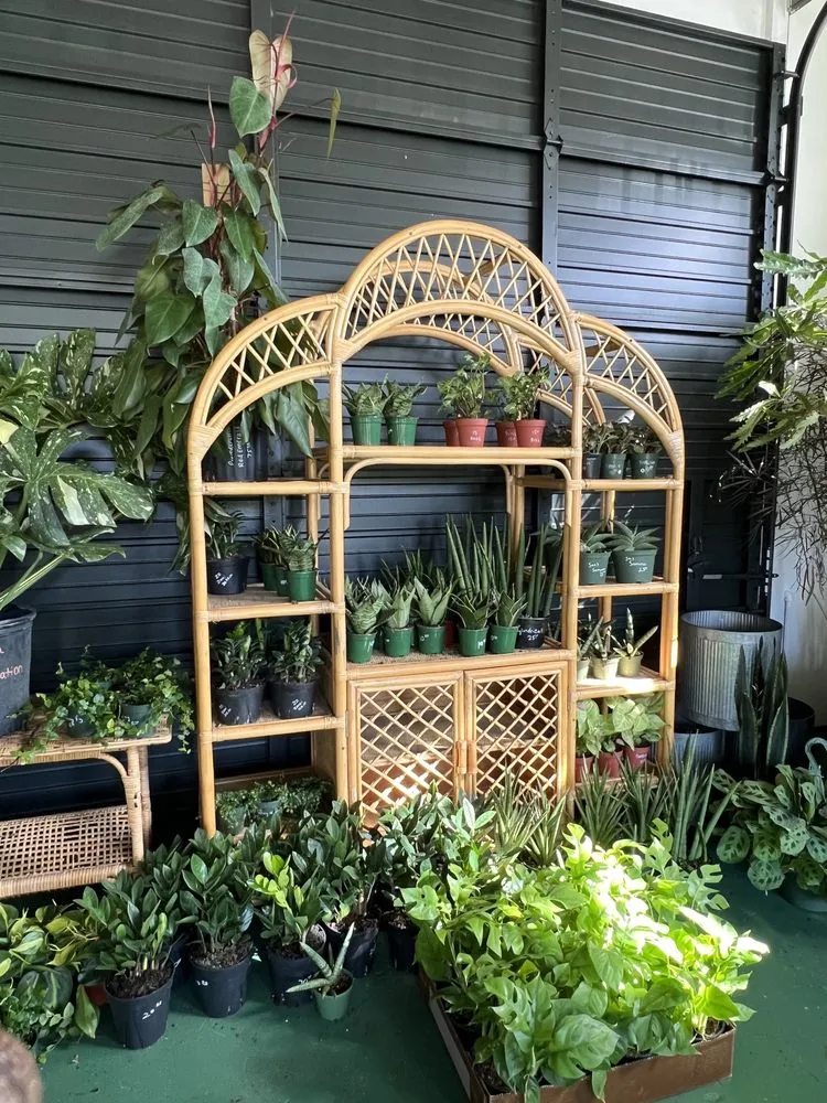 Professional lawn care service experts serving St. Petersburg, FL - Lida's Jungle