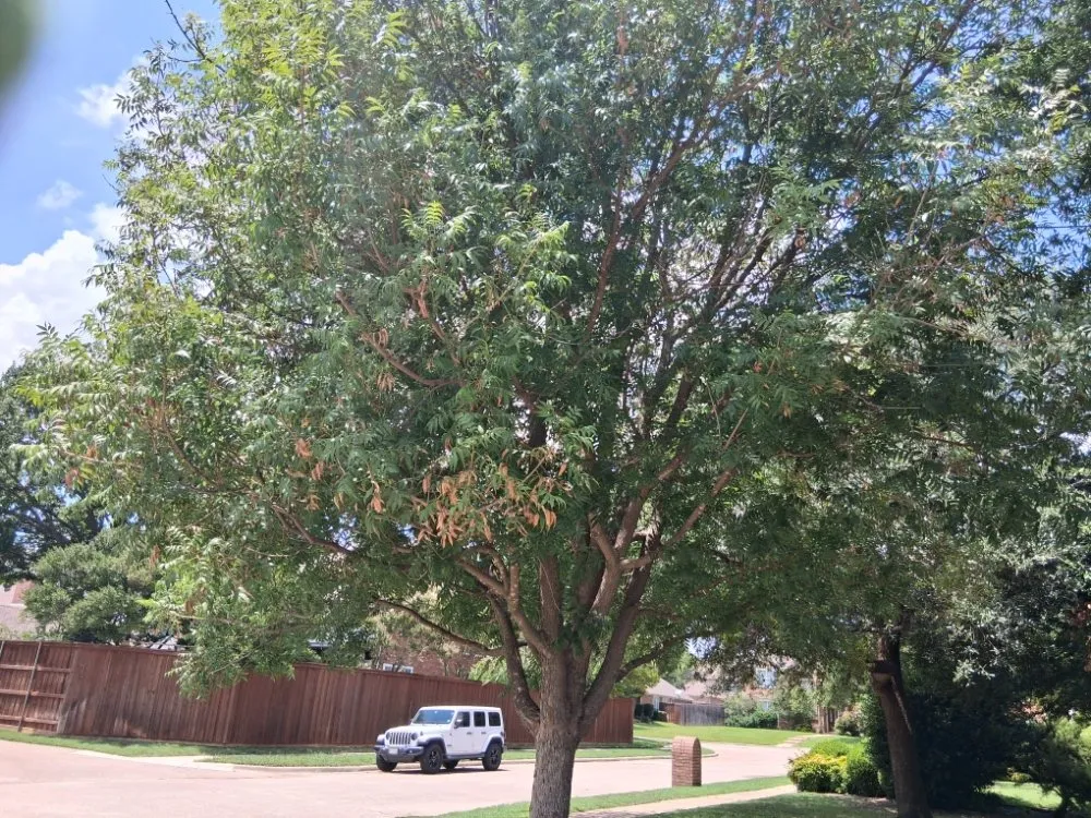 Affordable yard maintenance in Allen, TX by Life Fount Landscaping