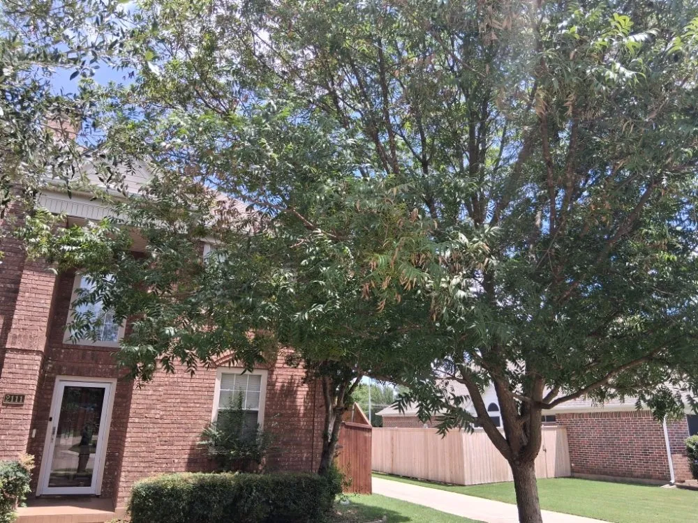 Trusted yard maintenance experts serving Allen, TX - Life Fount Landscaping