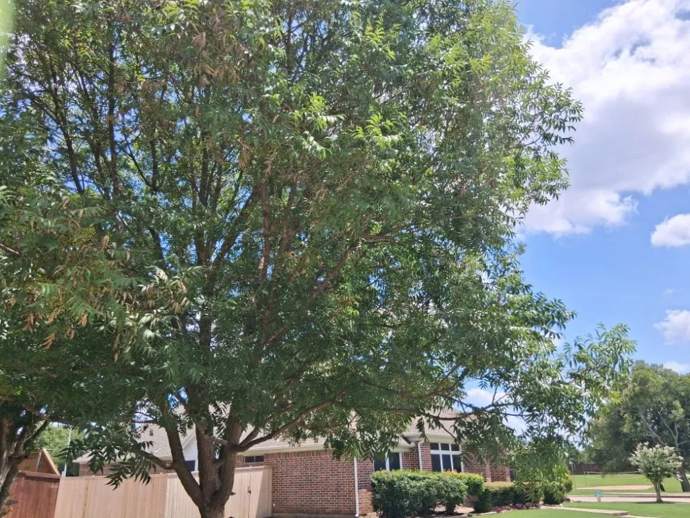 Top-rated garden landscaping with custom design across Allen, TX - Life Fount Landscaping