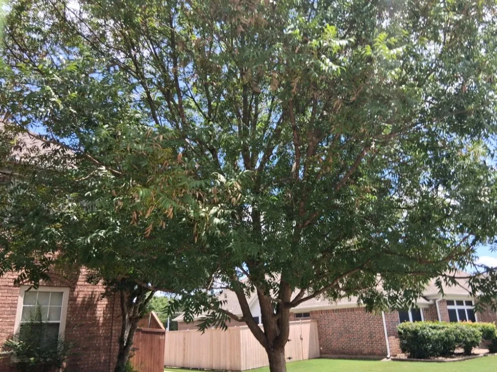 Affordable landscape installation experts serving Allen, TX - Life Fount Landscaping