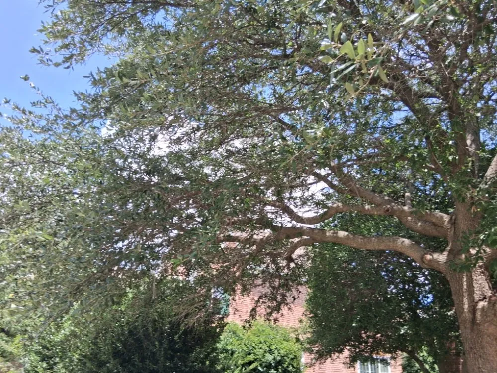 Professional lawn care service in Allen, TX - Life Fount Landscaping