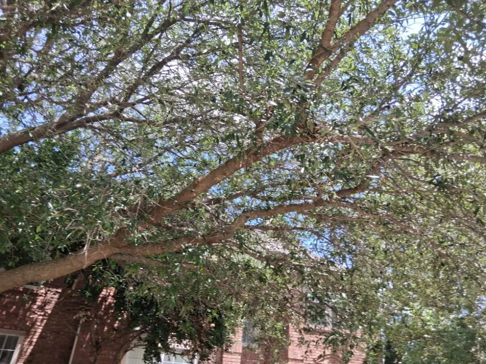 Local residential landscaping experts serving Allen, TX - Life Fount Landscaping