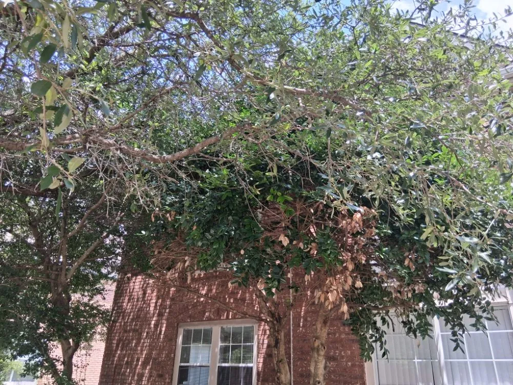 Custom yard cleanup service in Allen, TX by Life Fount Landscaping