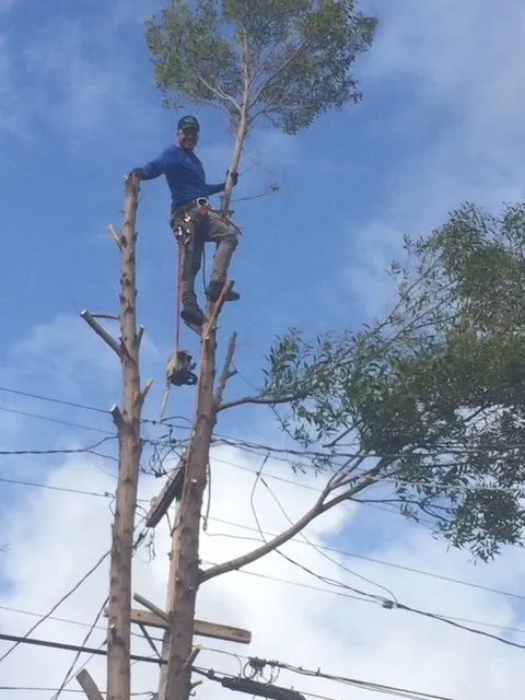 Expert landscape design for residential properties across Redwood City, CA - Life Gardens