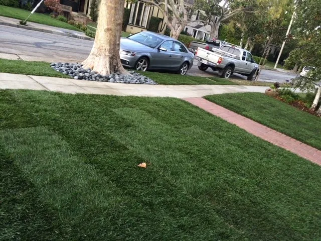 Professional yard cleanup service in Redwood City, CA by Life Gardens