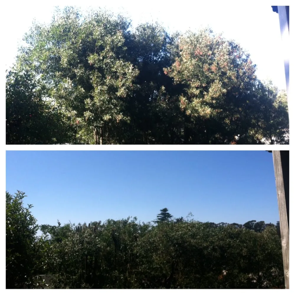 Reliable residential landscaping in Redwood City, CA by Life Gardens