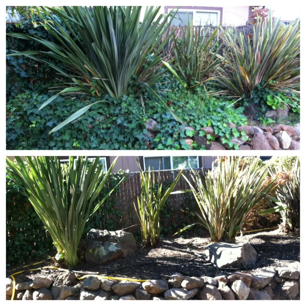 Top-rated yard maintenance experts serving Redwood City, CA - Life Gardens
