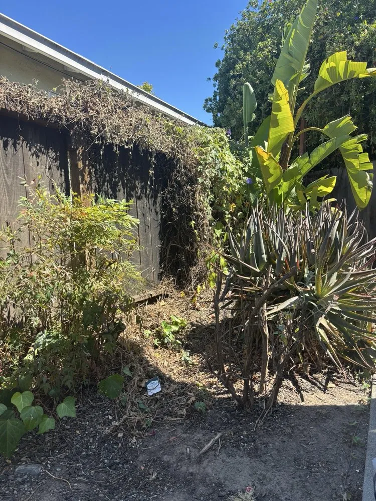 Top-rated lawn mowing service in Redwood City, CA - Life Gardens