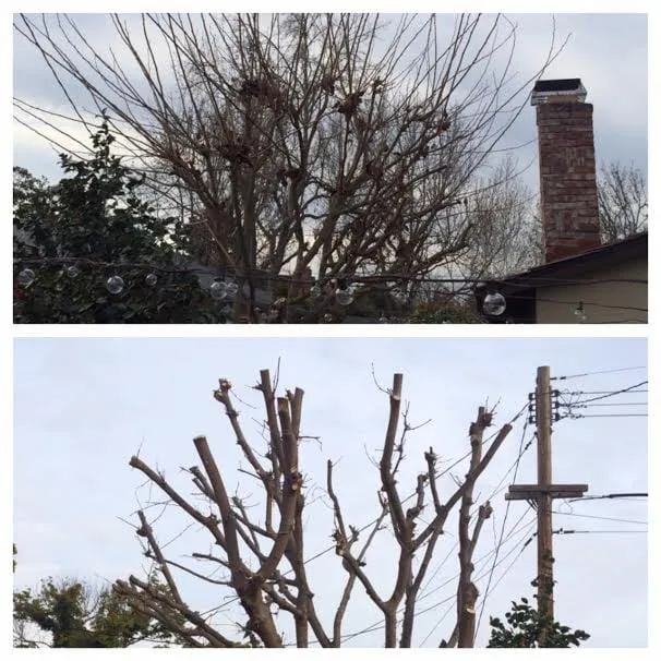 Trusted landscape design for beautiful yards in Redwood City, CA by Life Gardens