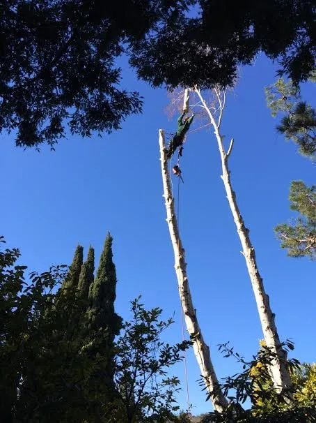 Reliable landscape design for outdoor upgrades in Redwood City, CA by Life Gardens