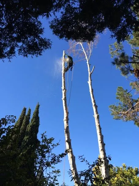 Affordable garden landscaping in Redwood City, CA - Life Gardens