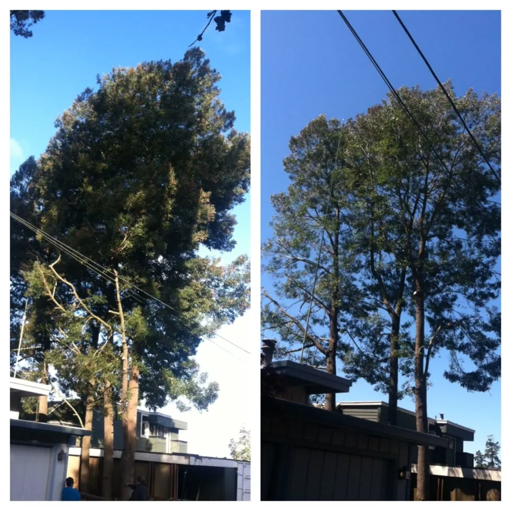 Reliable yard maintenance in Redwood City, CA by Life Gardens