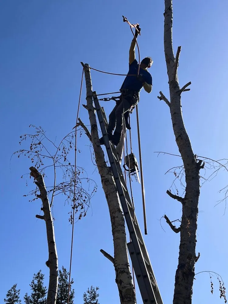 Reliable lawn care service for residential properties in Redwood City, CA by Life Gardens