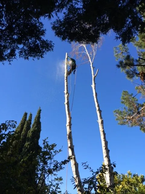 Custom lawn care service in Redwood City, CA by Life Gardens