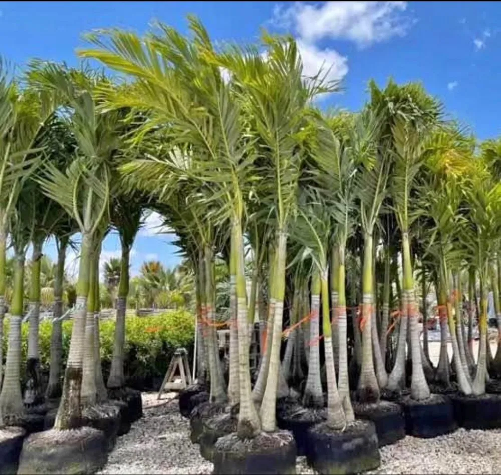 Local outdoor landscaping for residential properties in Weston, FL by Life Proof Hardscapes