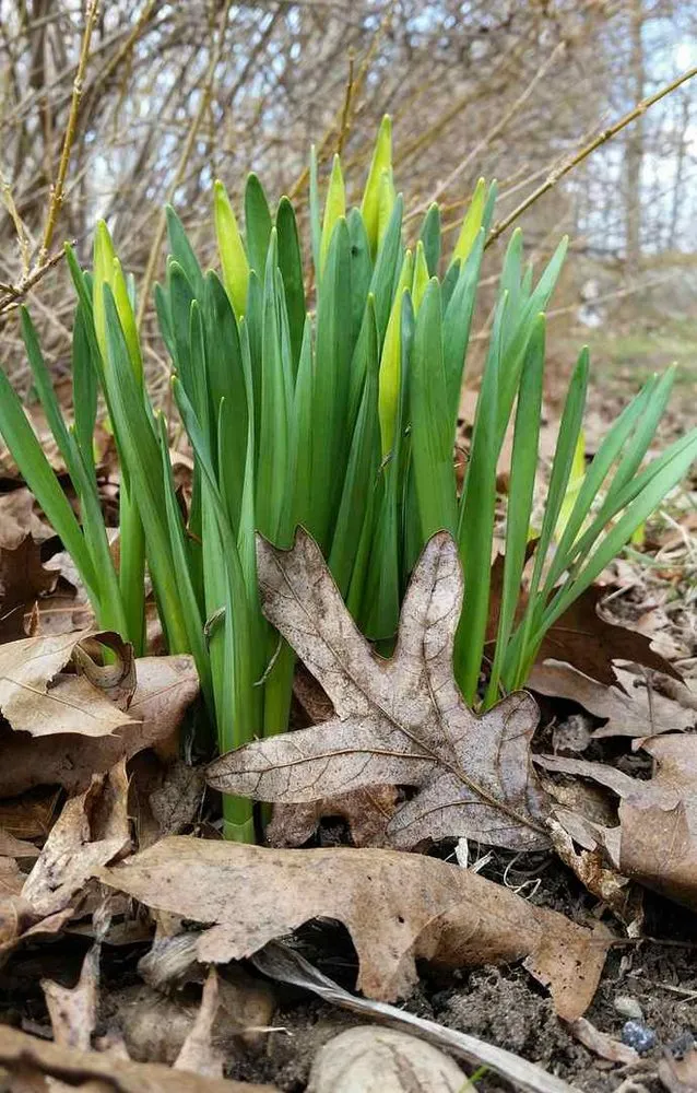 Trusted landscape installation in Randallstown, MD by Life Source Lawn Care